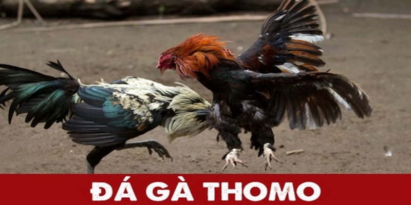 Đôi nét về đá gà đòn Thomo