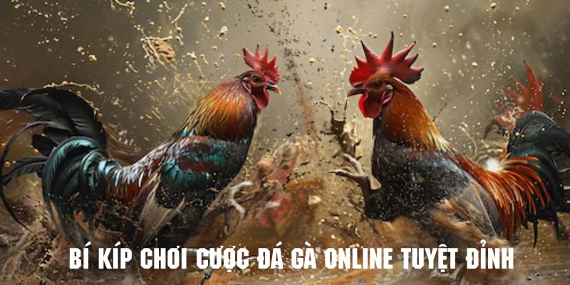 Tham khảo bí kíp vàng khi chơi đá gà online hiệu quả