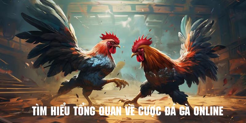 Tìm hiểu tổng quan về cách chơi cược đá gà online