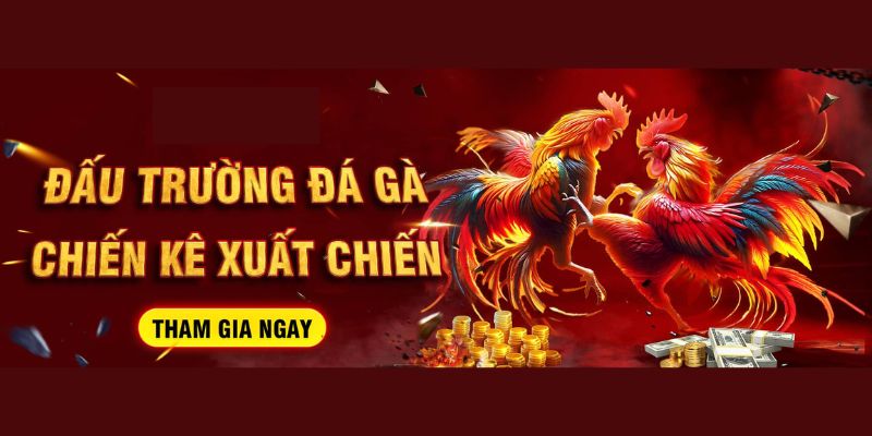 Sơ lược sảnh đá gà mạng trực tiếp hôm nay