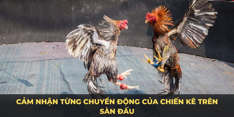 Cảm nhận từng chuyển động của chiến kê trên sàn đấu