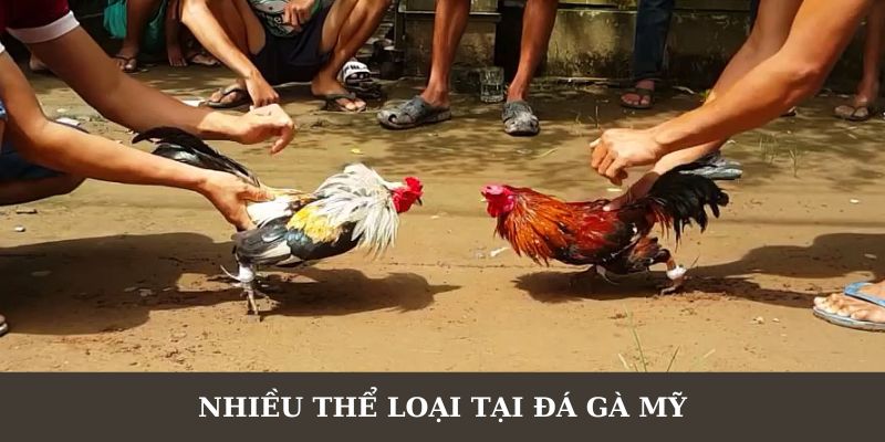 Chơi đá gà với nhiều thể loại hấp dẫn