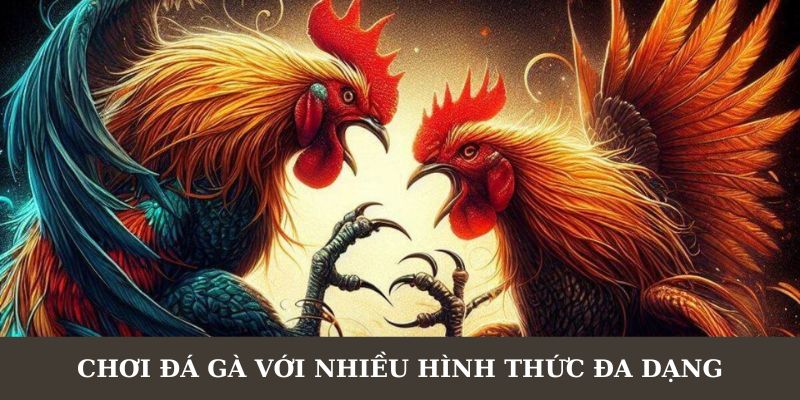 Đá gà Mỹ trực tiếp cung cấp nhiều hình thức cược thú vị