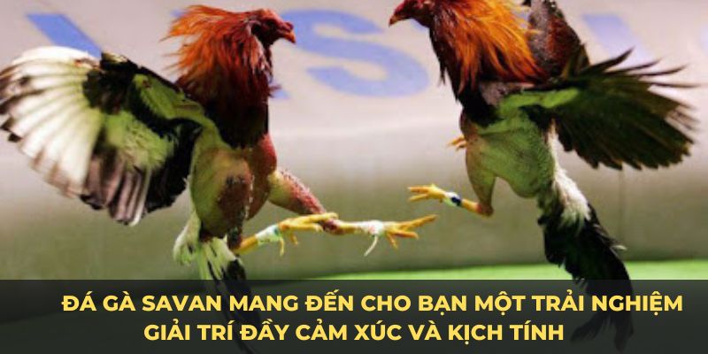 Đá gà savan mang đến cho bạn một trải nghiệm giải trí đầy cảm xúc và kịch tính