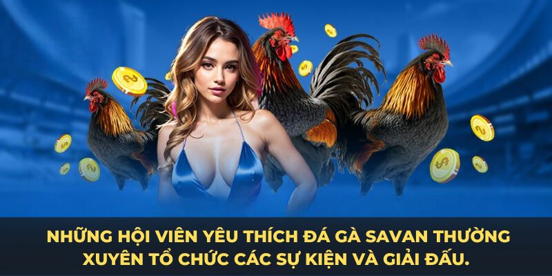 Những hội viên yêu thích đá gà savan thường xuyên tổ chức các sự kiện và giải đấu.