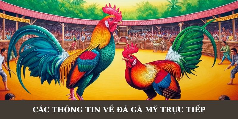 Đón đọc vài thông tin hữu ích về đá gà Mỹ trực tiếp