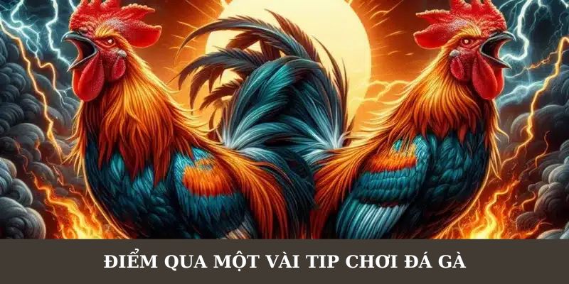 Nắm vững các tip chơi đá gà dành chiến thắng tuyệt đối