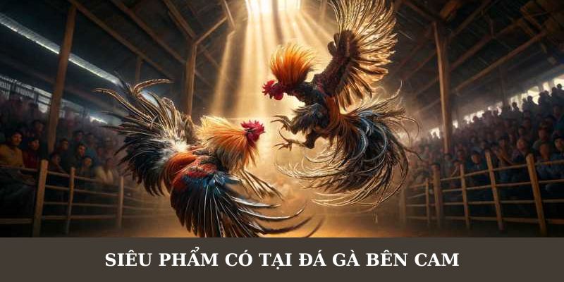 Tham gia giải trí với các siêu phẩm đá gà