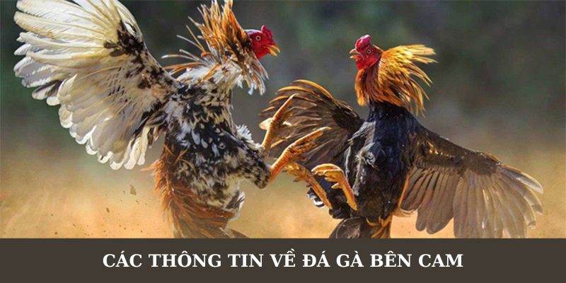 Thông tin người chơi cần biết khi tham gia đá gà bên Cam