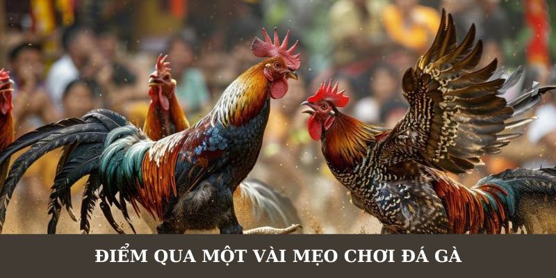 Tổng quan các mẹo hay chơi đá gà